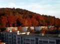 Autumn mood on Lngfeldstrasse